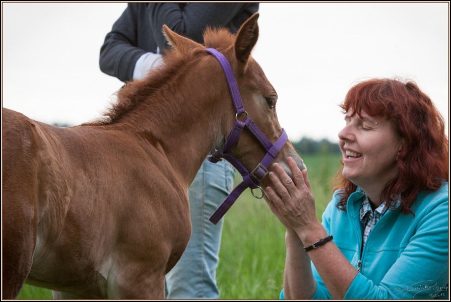 Asbach Fohlenshow 2014 087